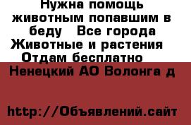 Нужна помощь животным попавшим в беду - Все города Животные и растения » Отдам бесплатно   . Ненецкий АО,Волонга д.